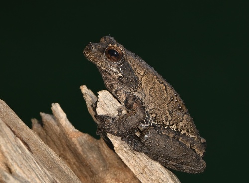 Grey Foam-nest Tree Frog