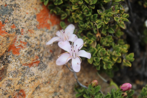 Boulder Buchu (Agathosma pattisoniae)