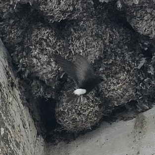 Little Swift
