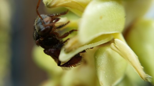 Tetrigona peninsularis