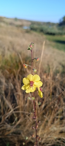 moth mullein