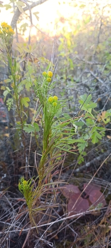 Goldilocks Aster