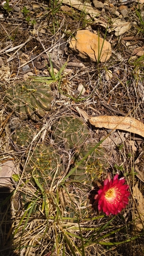 Lobivia backebergii (Werderm.) Blatt.