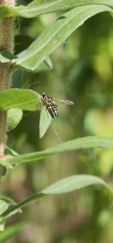 Unknown species found near Corvallis, OR, USA