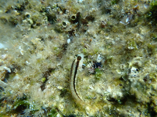 Parablennius pilicornis