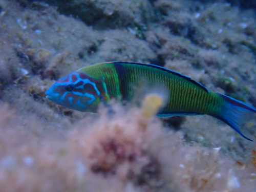 Thalassoma pavo