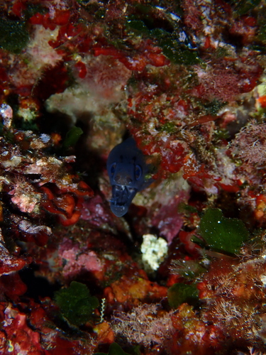 Muraena helena