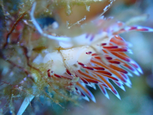 Cratena peregrina