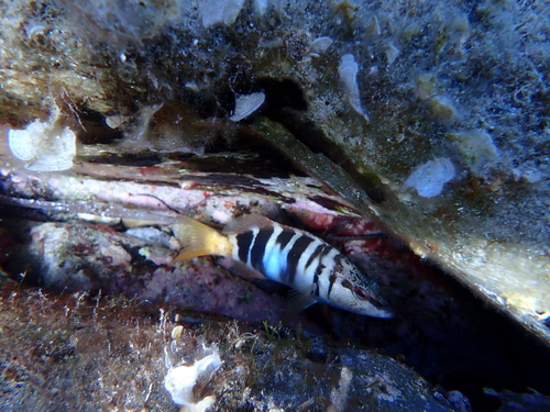 Serranus scriba