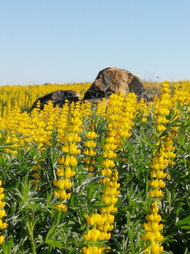 European yellow lupine