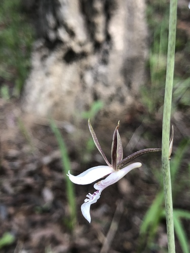 Eulophia image