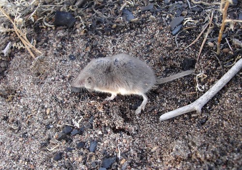 Siberian Shrew (Crocidura sibirica) — Least Concern Mammalia