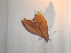 Image of Sparagmia gonoptera