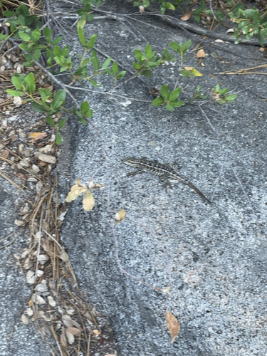 iNaturalist observation photo of Western Fence Lizard