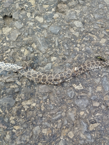 Ocellated Pampas Snake