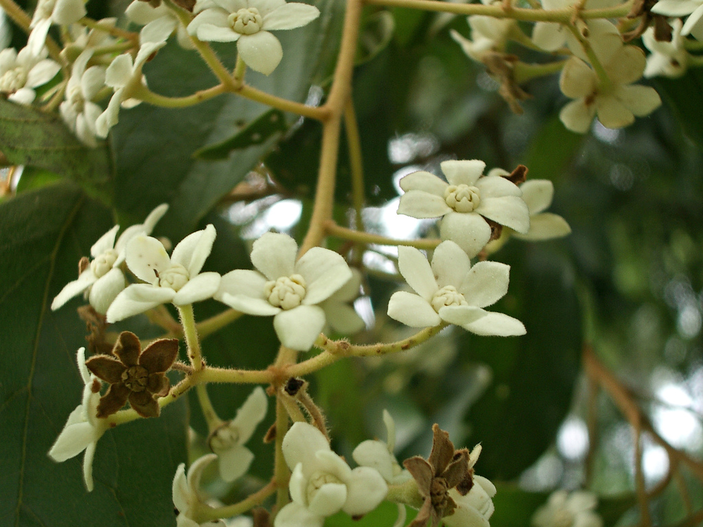 Nectandra lanceolata from Iguazú Department, Misiones Province