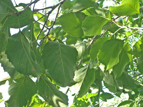 Roupala meisneri