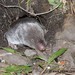 Short-tailed Shrews - Photo (c) Adriana Pisano Beaumont, all rights reserved, uploaded by Adriana Pisano Beaumont