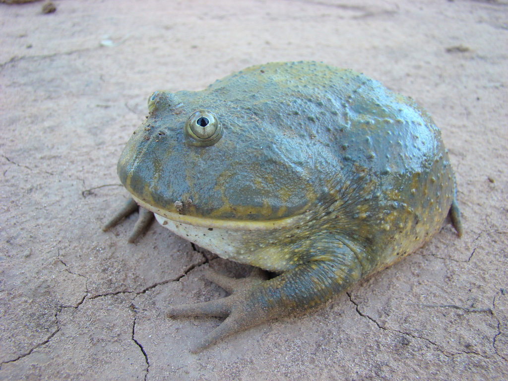 Photos Of Budgett S Frog Lepidobatrachus Laevis Inaturalist