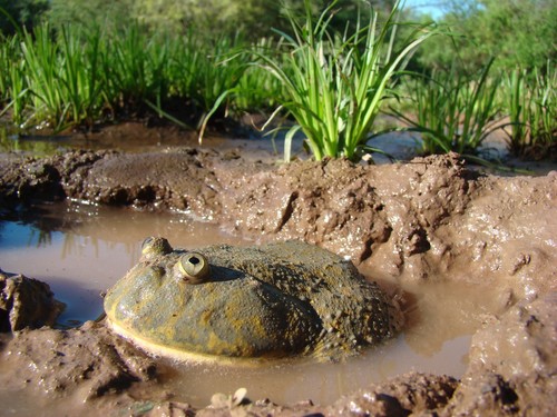 Lepidobatrachus laevis