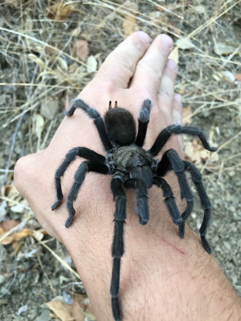 Desert Tarantula from Carquinez Strait Regional Shoreline, Martinez, CA ...