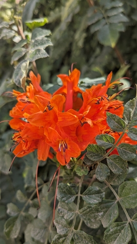Cape Honeysuckle