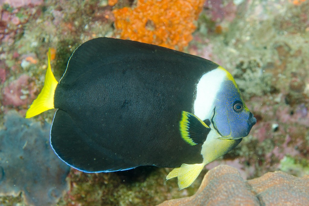 Kermadec Angelfish