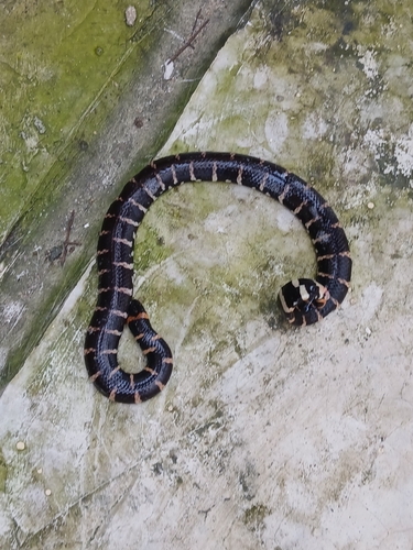 Jodi's pipe snake