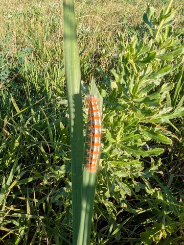 Marsh Dagger