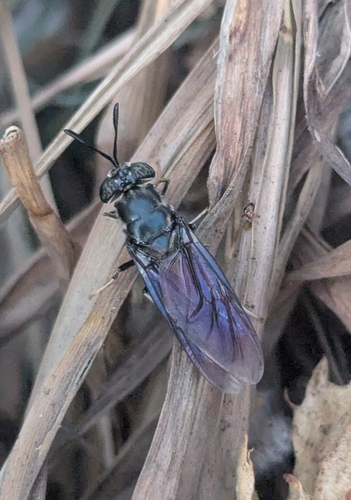 Unknown species found near Eugene, OR 97401, USA