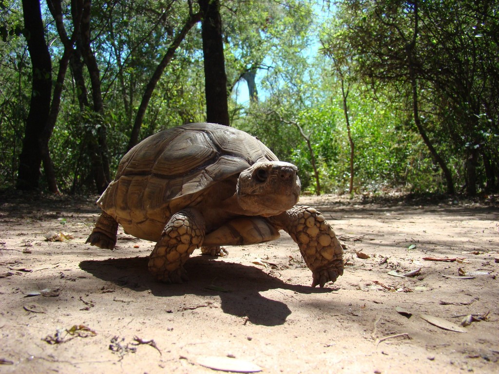 Chaco Tortoise in January 2011 by Walter S. Prado · iNaturalist