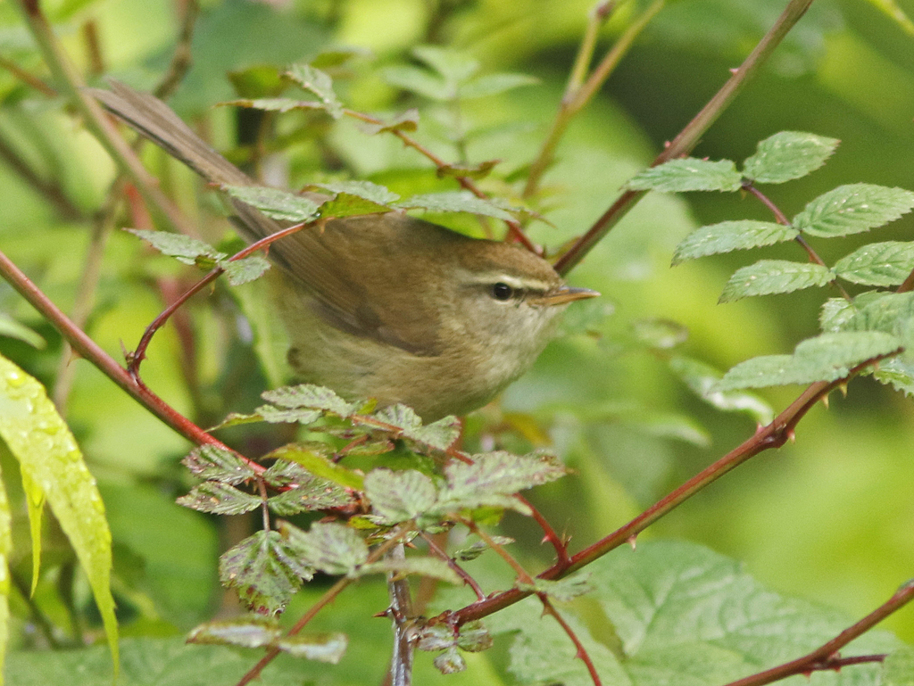Sunda Warbler photo