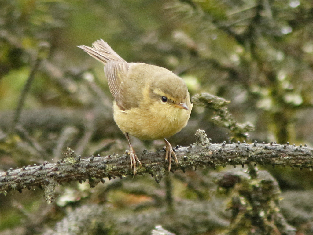 Buff-throated Warbler (Phylloscopus subaffinis) photo