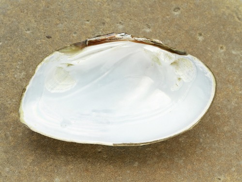 Kidneyshell