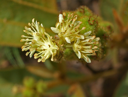 Croton subferrugineus