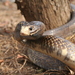 Falcon Indigo Snake - Photo (c) Juan Fernando Alzate., all rights reserved, uploaded by Juan Fernando Alzate.