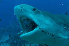 Tiger shark