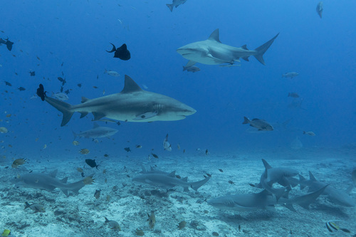 Carcharhinus leucas