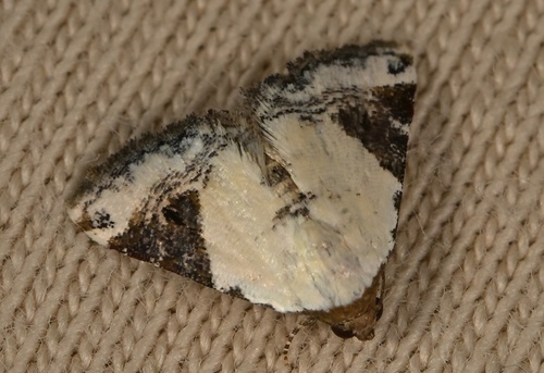 Eublemma ecthaemata