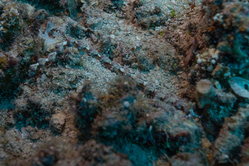 Pteraeolidia semperi