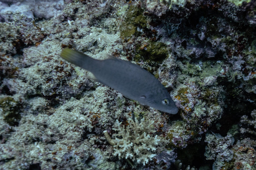 Oxycheilinus digramma