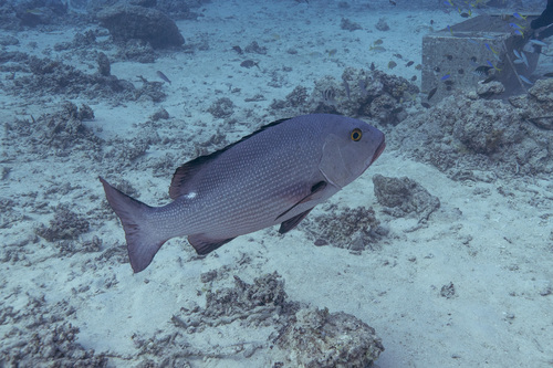 Lutjanus bohar
