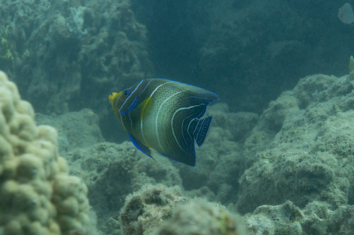 Pomacanthus semicirculatus