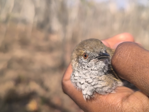 Stierling's Wren-Warbler