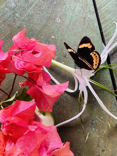 Eight-Spot Butterfly