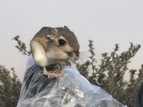 Heermann's Kangaroo Rat