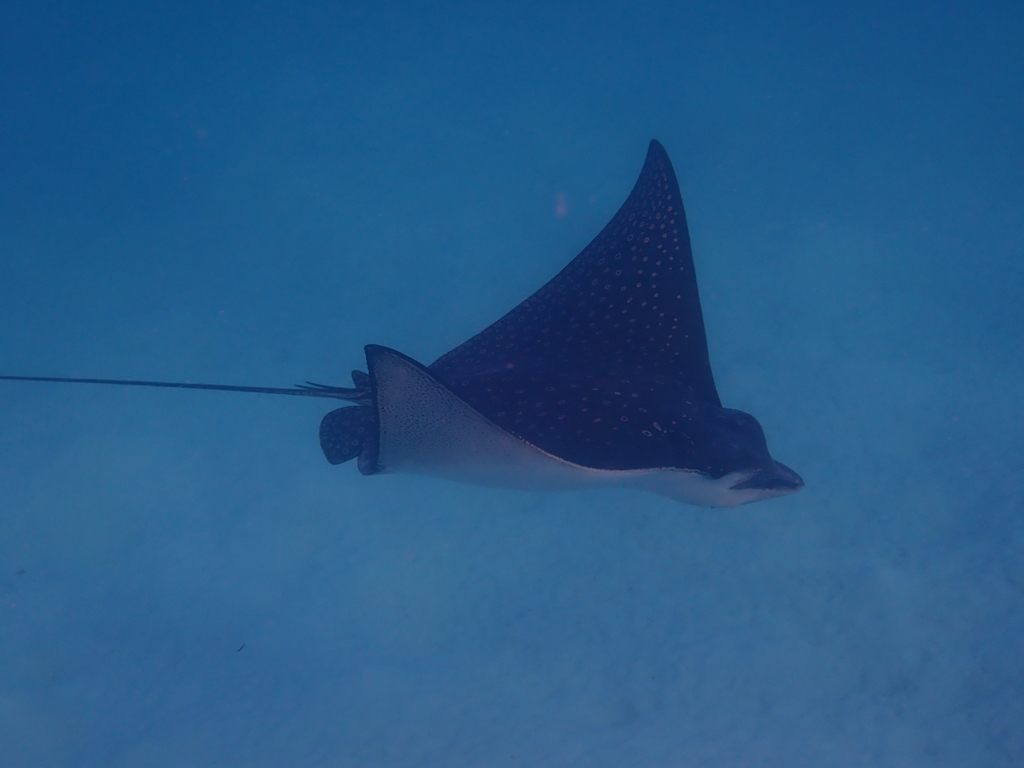 Australian Rays White-spotted Eagle Ray from Eurimbula, QLD, AU on September 22, 2025 ...