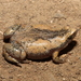 Panama Humming Frog - Photo (c) Juan Fernando Alzate., all rights reserved, uploaded by Juan Fernando Alzate.