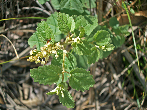 Croton gracilirameus