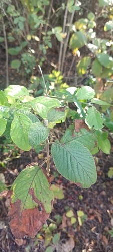 Wayfaring-tree